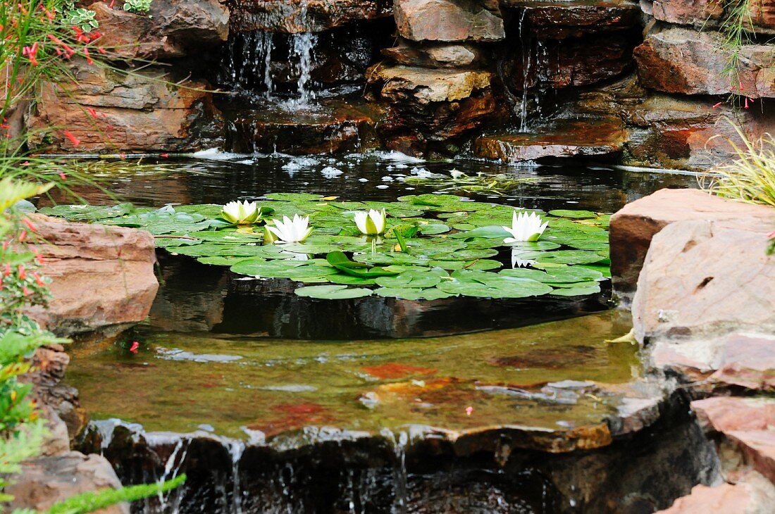 Kaskaden mit blühenden Seerosen im Teich
