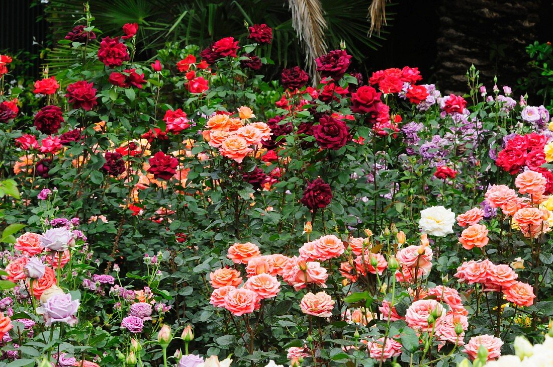 Roses of various colours in rose garden