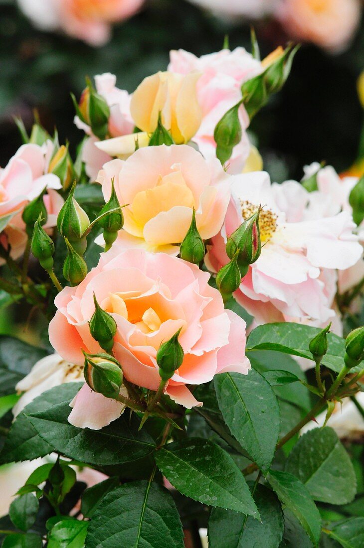 Blühende rosa Rosen