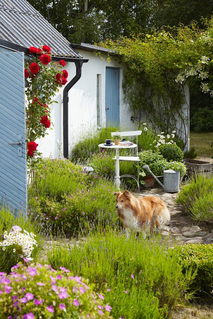 White-painted cottage with garden