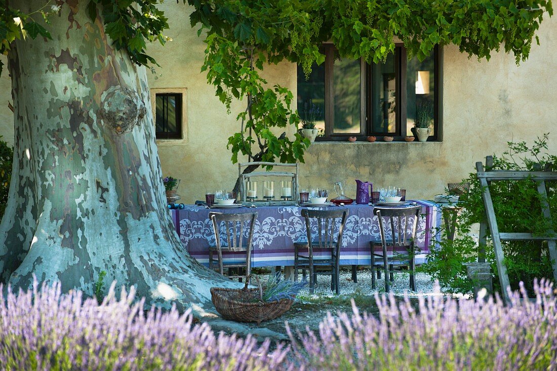 Romantic, shady seating area under majestic plane tree with flowering lavender in foreground