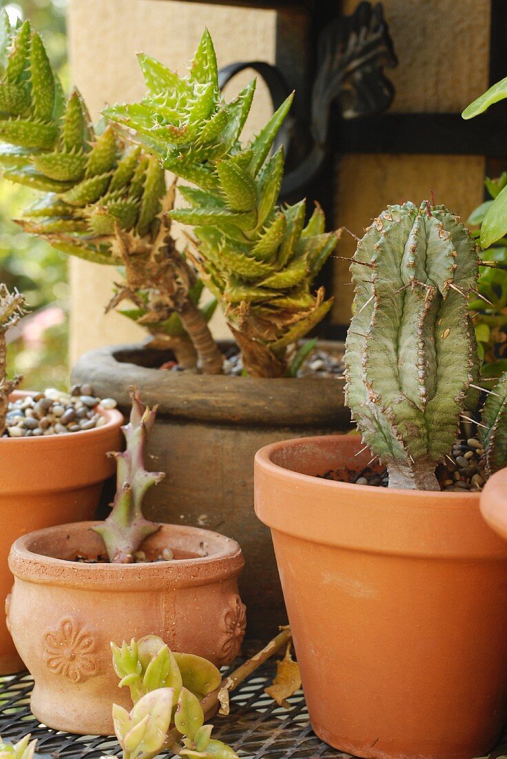Various types of cacti in terracotta pots on wrought iron shelf