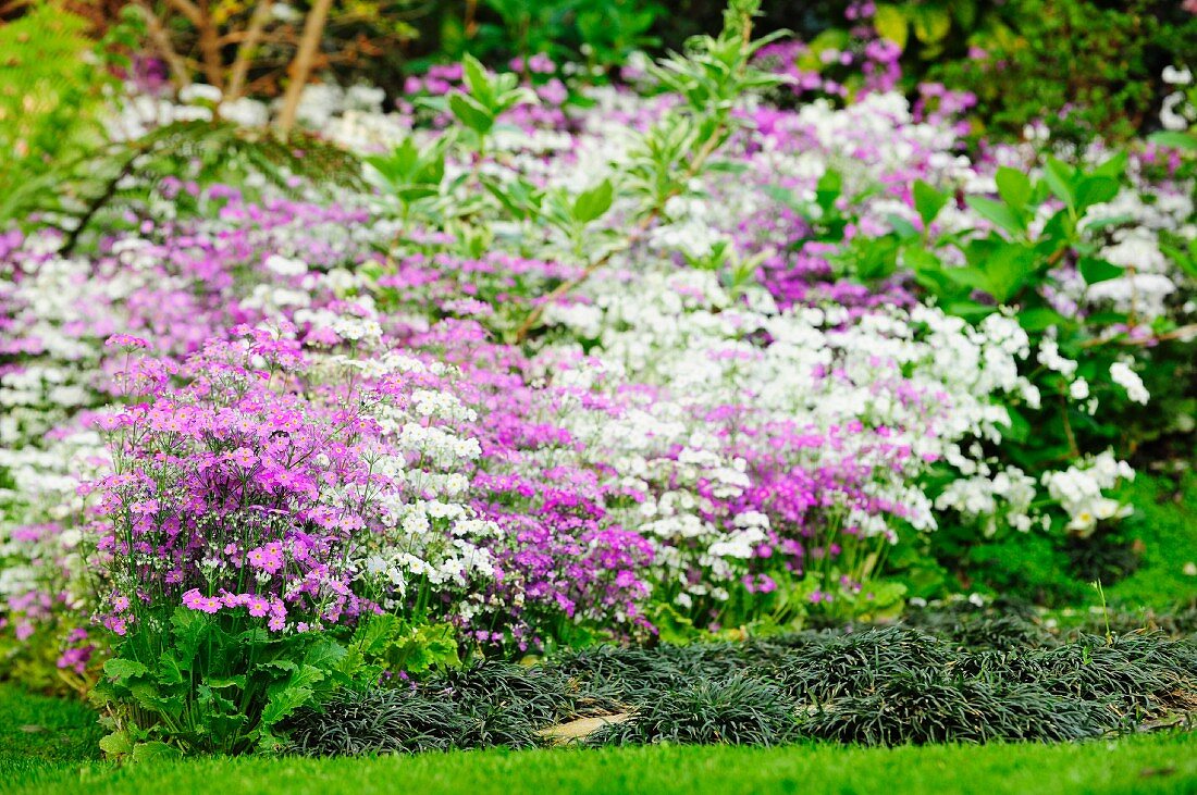 Violett und weiss blühende Gartenblumen; Rasen im Vordergrund