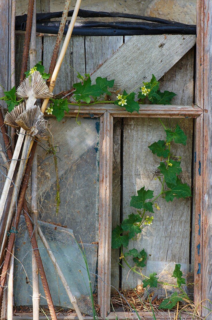 Bramble tendril growing through boarded-up window in garden