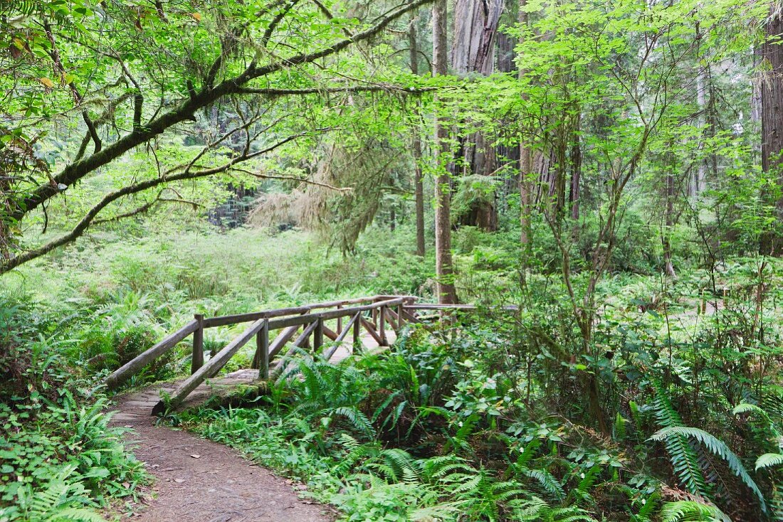 Rustikale Brücke über einen kleinen Fluss im Redwood- Nationalpark
