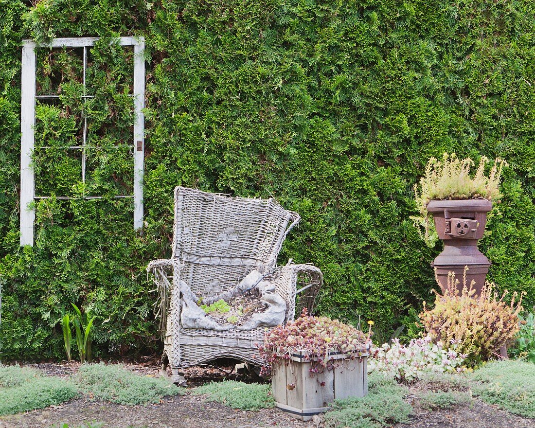 Old, discarded wicker armchair in front of large, green garden hedge