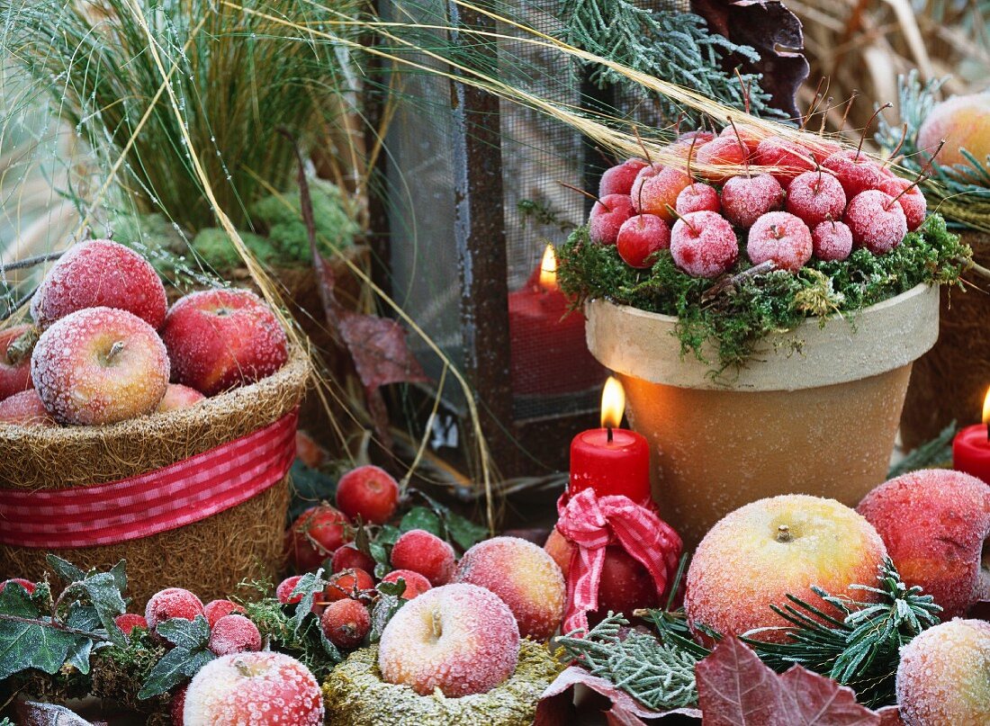 An arrangement featuring ornamental apples and apples covered in frost