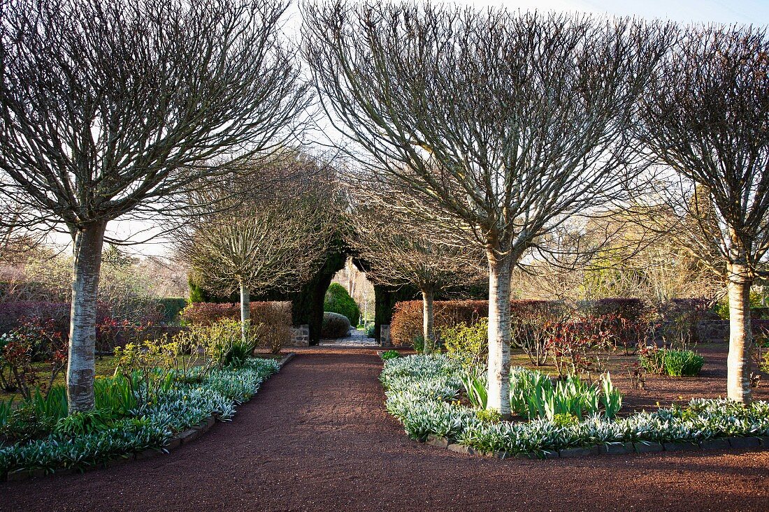 Well-tended gardens with path leading between hedges and rows of trees