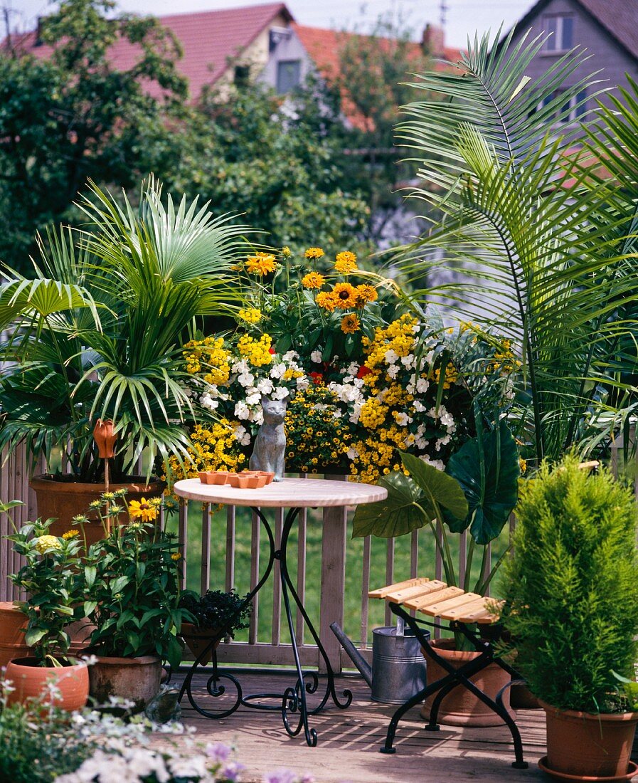 Chinesische Schirmpalme (Livistona Chinensis), Weissstammpalme (Ravanea Rivularis), Pantoffelblumen (Calceolaria) Sanvitalia und Sonnenhut (Rudbeckia Hirta) auf einem Balkon
