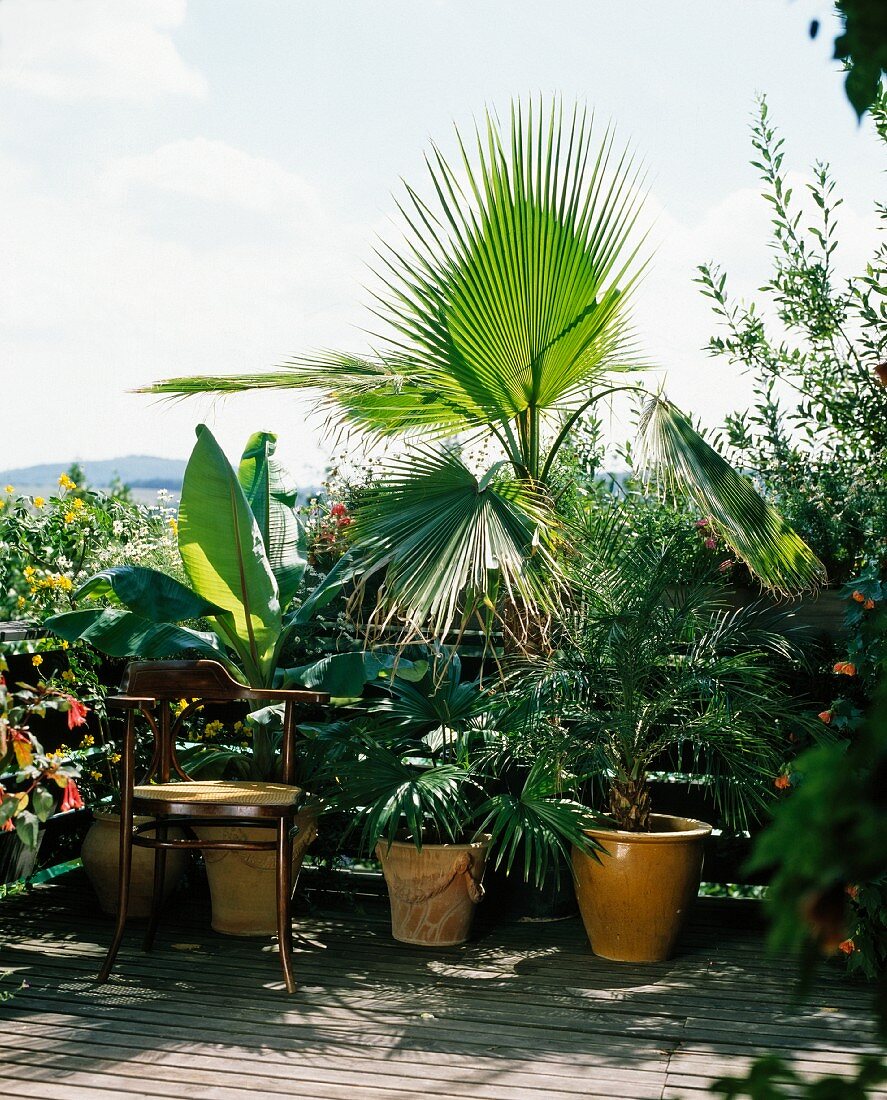 Ensete, Livistona, fan palm (Washingtonia) and phoenix palm on a balcony