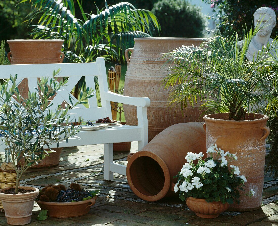Terrakottavasen mit Olivenbäumchen, Pelargonium und Dattelpalme auf sonniger Gartenterrasse
