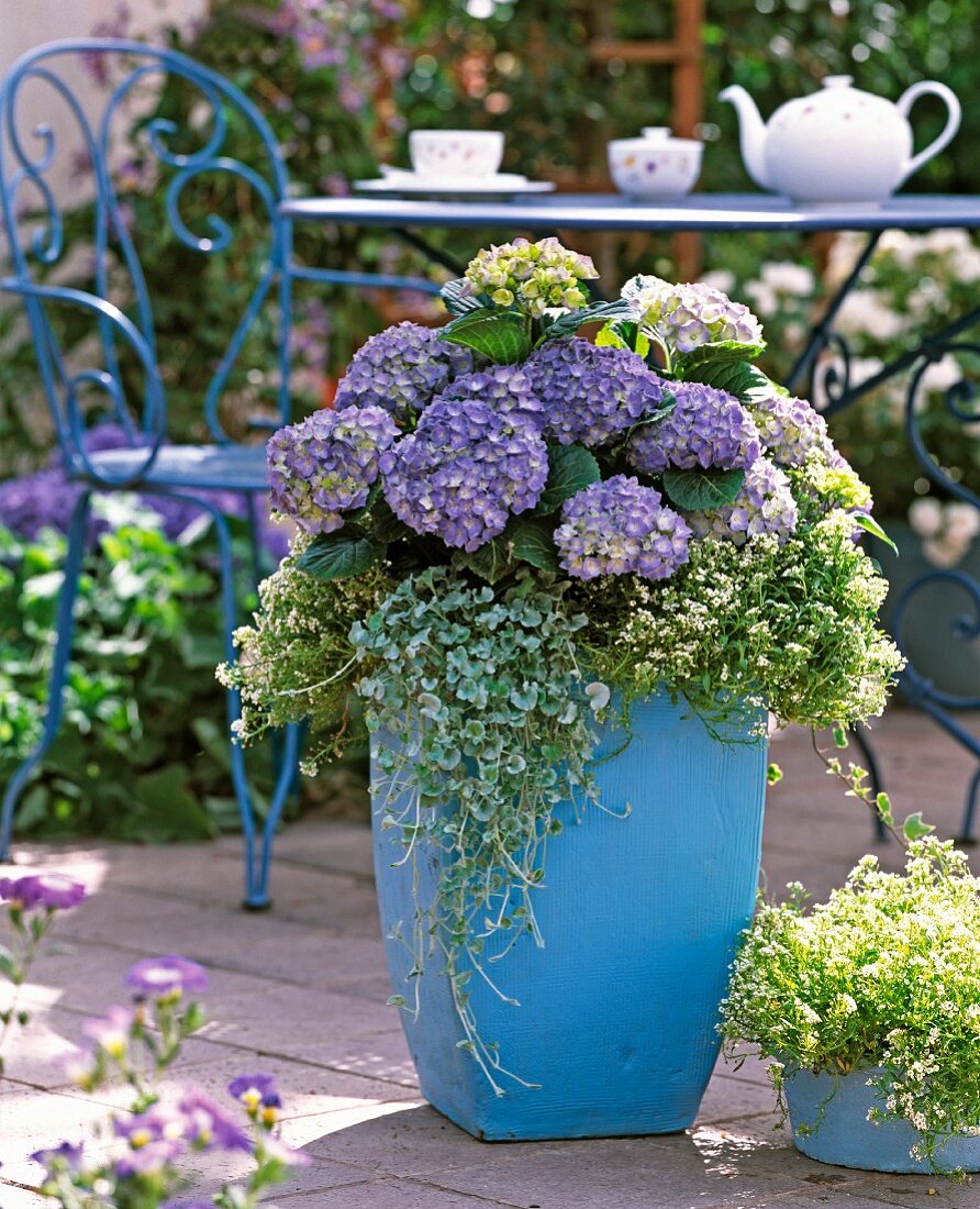 Pastellblauer Pflanzentopf mit lila blühenden Hortensien, Duftsteinrich und Dichondra