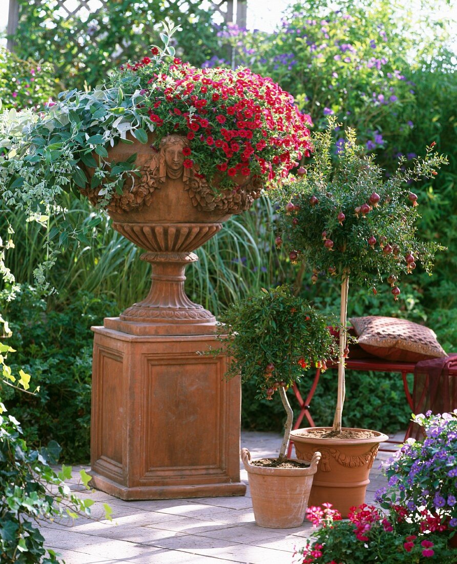 Dekorative Terrakottavase auf einem Terrakottasockel mit Mini-Hängepetunien und Salbei; daneben ein Zwerggranatapfelbäumchen