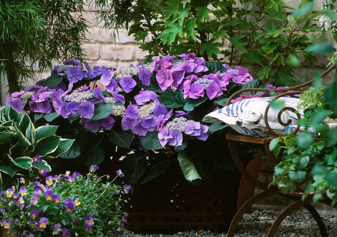 Hydrangea (cultivar: Blaumeise) and violas next to garden chair