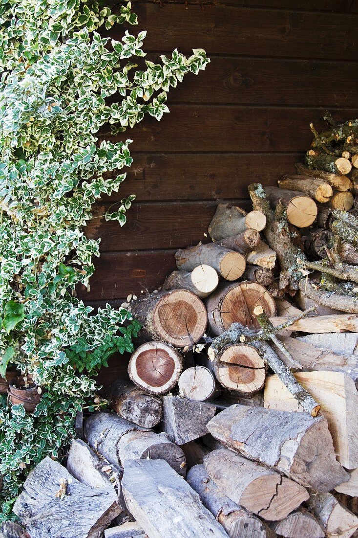 Stack of firewood against wooden wall