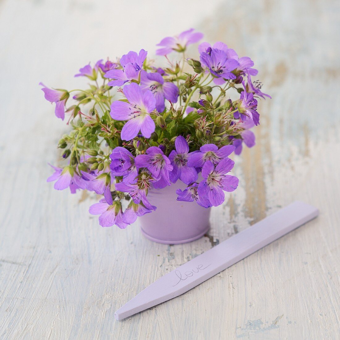 Violette Frühlingsblumen in gleichfarbiger Vase