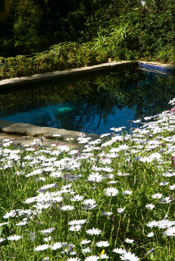 Idyllic pool surrounded by glorious meadow of blooming ox-eye daisies