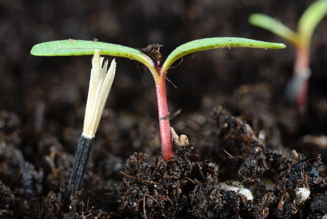 French Marigold Seedling In Compost Buy Image Living4media