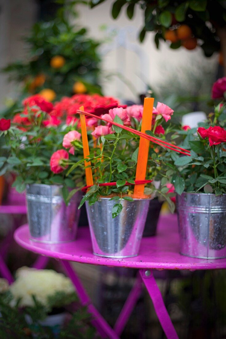 Rosen in kleinen Zinkeimern auf einem Gartentisch