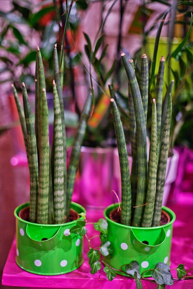 Sansevieria in green and white planters