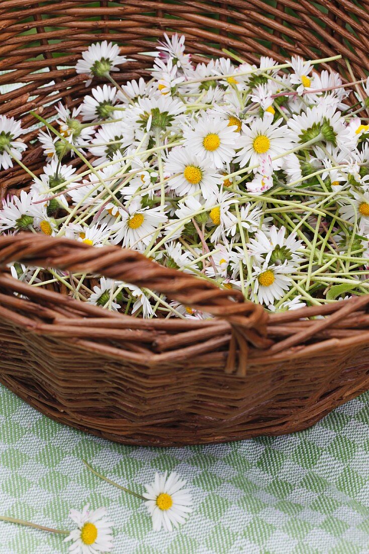 Basket of picked daises