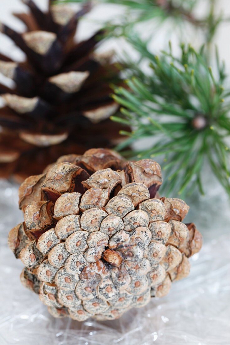 Pine cones and twigs