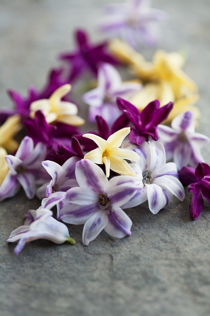 Hyacinth florets