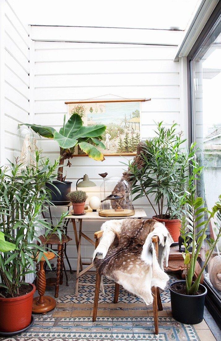 Chair with animal skin blanket and plants in conservatory