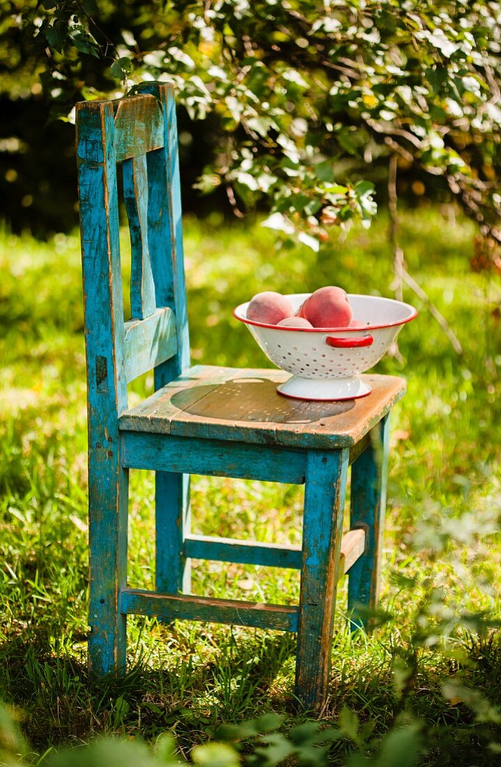 Pfirsiche im Fussseiher auf einem alten Holzstuhl im Garten
