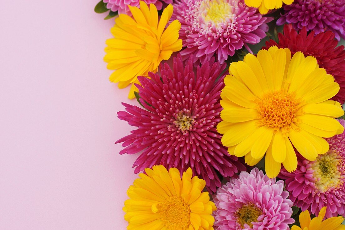 Blumenarrangement mit gelben Ringelblumen und roten und pinkfarbenen Astern