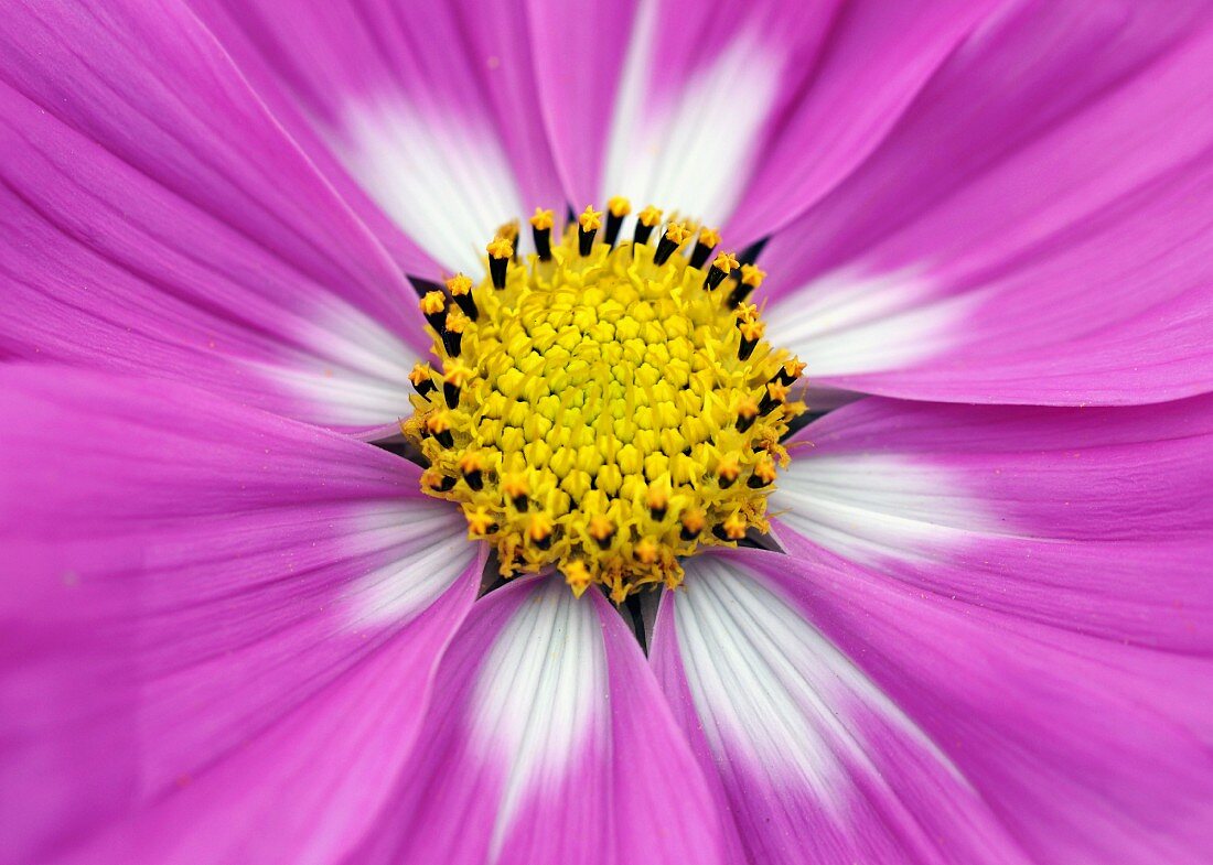 Pink cosmea flower with white petals bases and yellow stamens (detail)