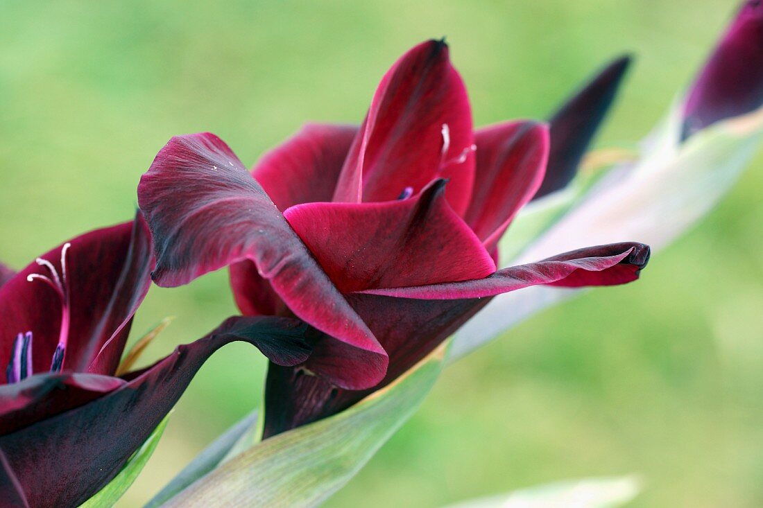 Dunkelrote Gladiole im Garten (Nahaufnahme)