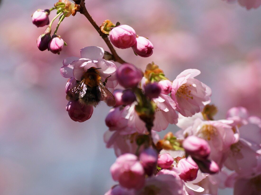 Bee on cherry blossom (close-up)