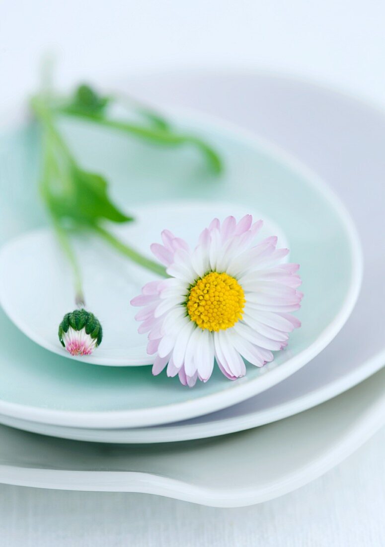 Daisies on plate