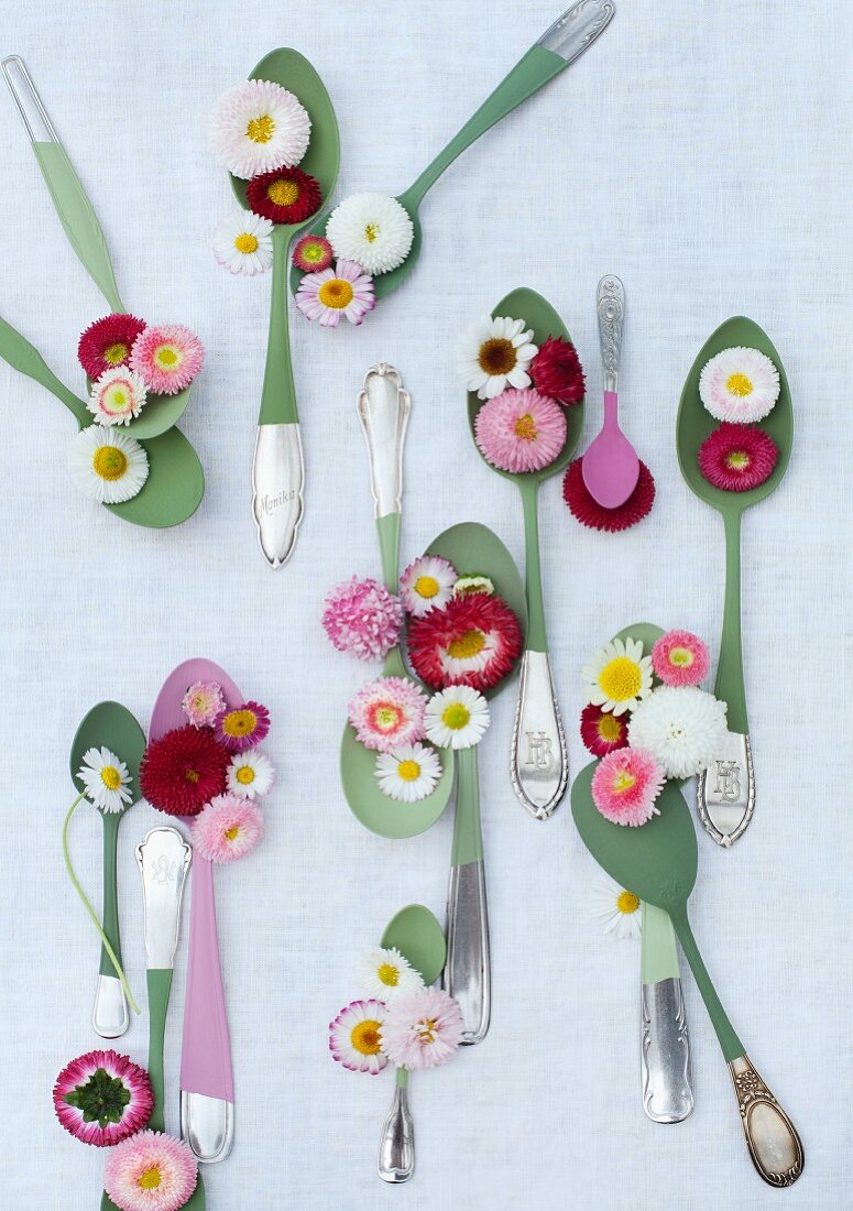 Bellis daisies on silver spoons partially painted on wooden surface