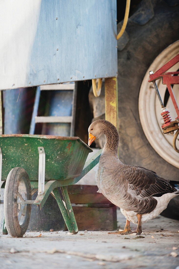 Free-range greylag goose next to wheelbarrow and tractor in farmyard