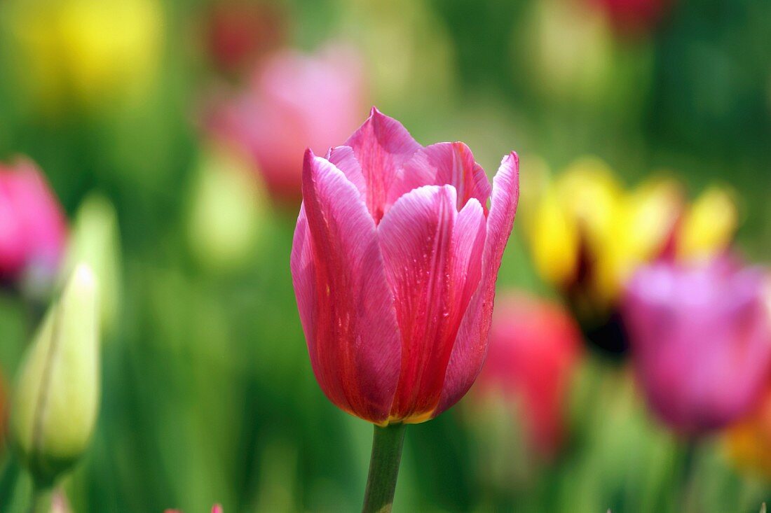 Pink tulip in field of tulips