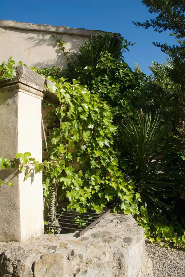 Gartenmauer vor Wohnhaus mit teilweise berankter Fassade