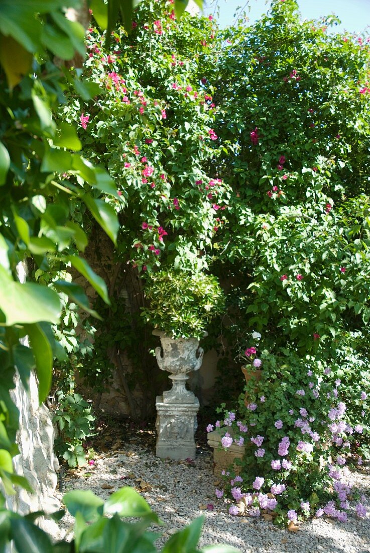 Flowering plants in Mediterranean garden