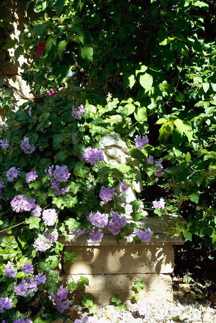 Garten mit Kletterpflanze und violetten Blüten