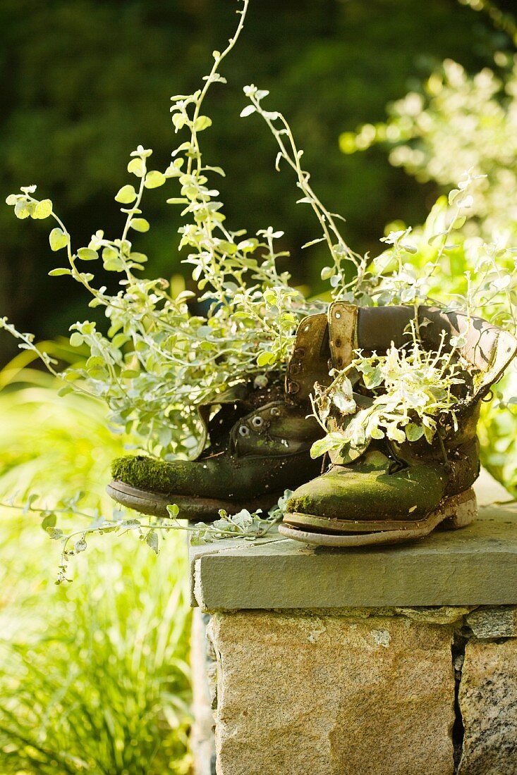 Potted plants in old walking boots on coping of stone wall in garden