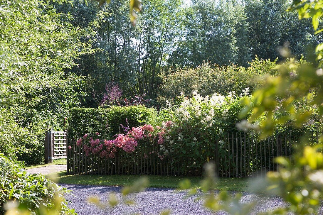 View over road of flowering shrubs in fenced garden