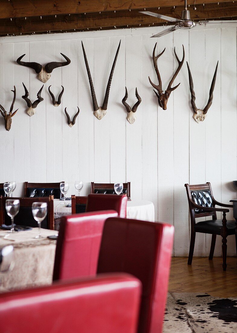 Tables, chairs with red upholstery and wooden chairs in front of animal horns on white wooden wall in restaurant