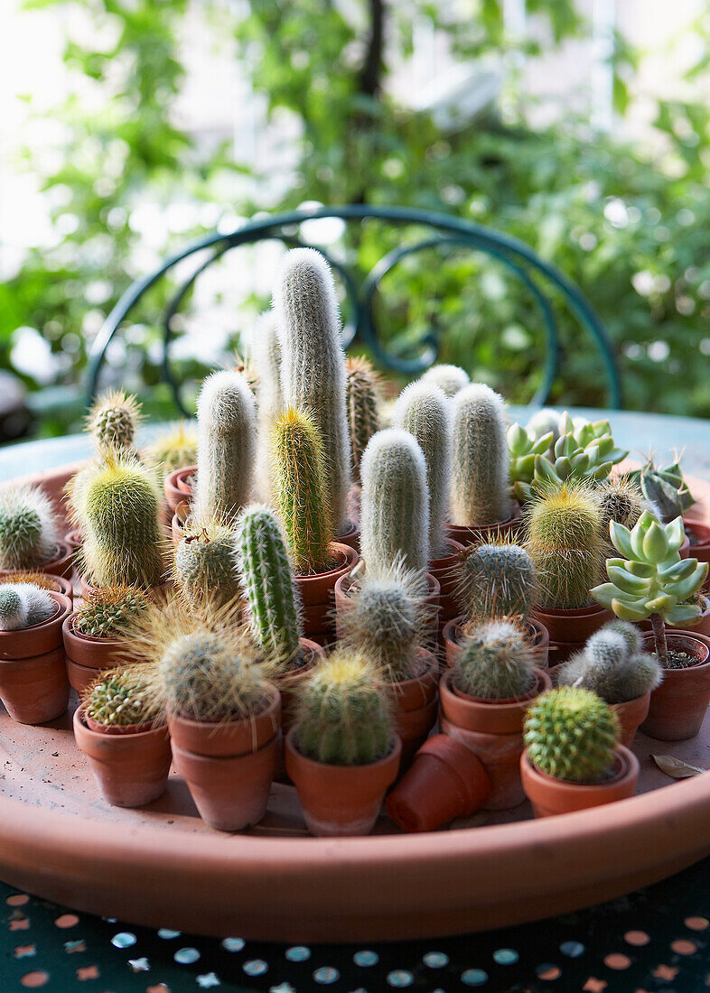 Sammlung verschiedener Kakteen in Terrakottatöpfen auf einem Gartentisch