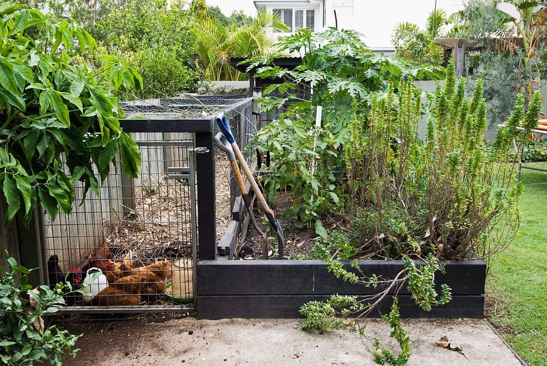 Chicken coop and bed with wooden edging in kitchen garden adjoining house