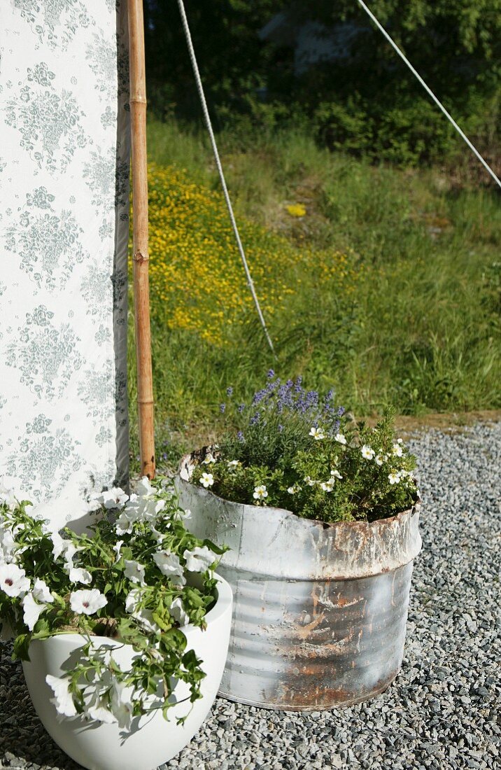 Flowering plants in containers on gravel floor in front of tent