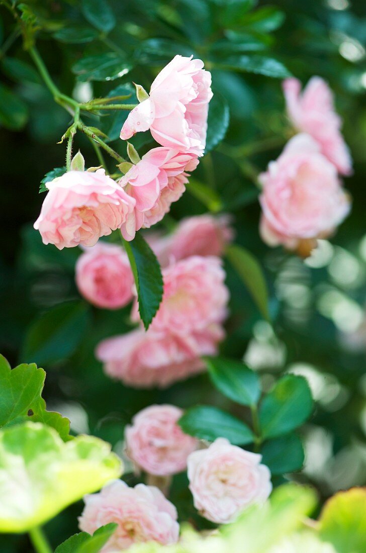Rosa blühender Rosenbusch