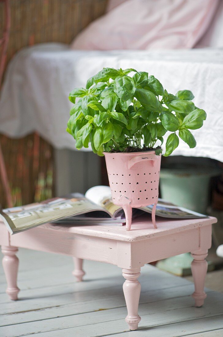 Basil plant in pink sieve on old stool