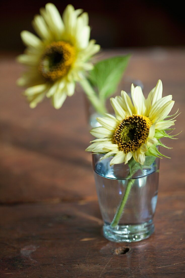 Zwei kleine Sonnenblumen in einer Vase