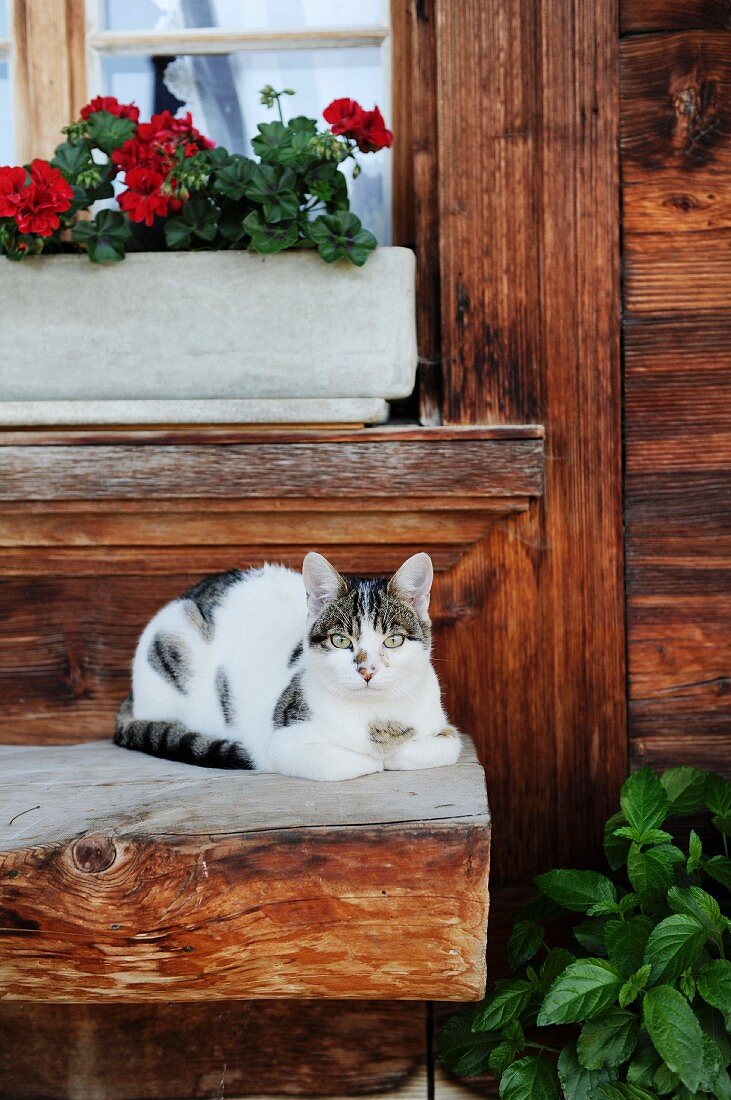 Katze liegt auf Holzbank vor Holzhaus